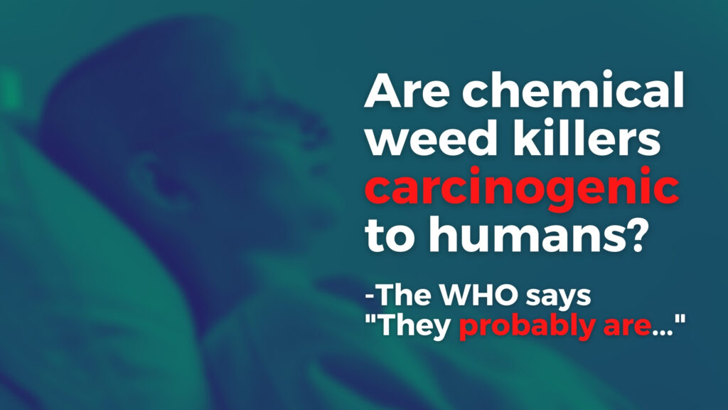 Are chemical weed killers carcinogenic to humans? The WHO says they probably are.