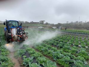 Satusteam™ weeding at Bio Park Organic Farm, South Australia