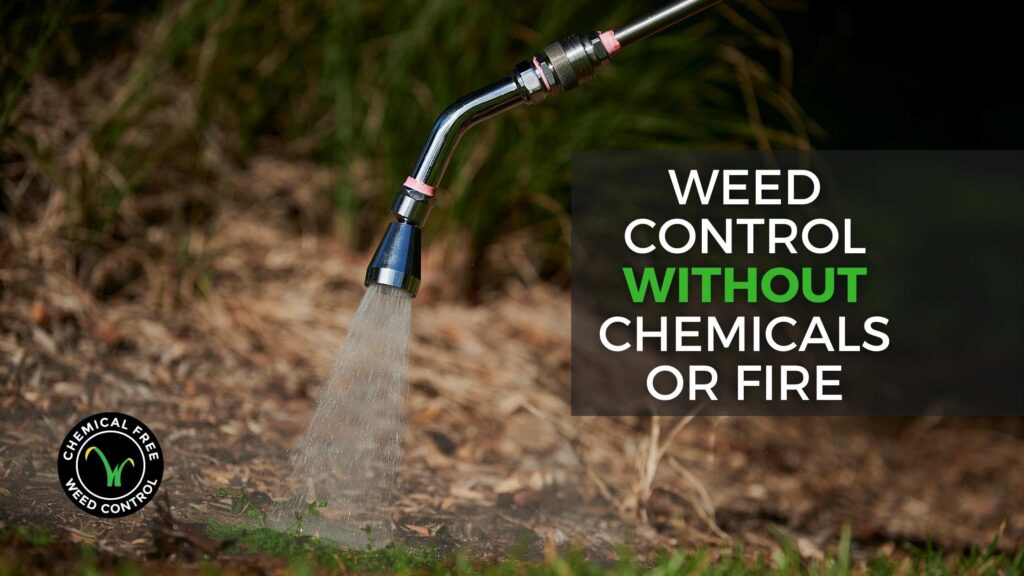 Cover image for blog on Killing weeds without chemicals or fire