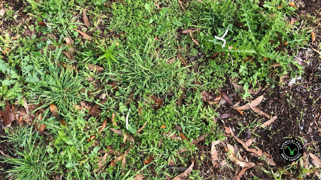 Image of weeds on the ground