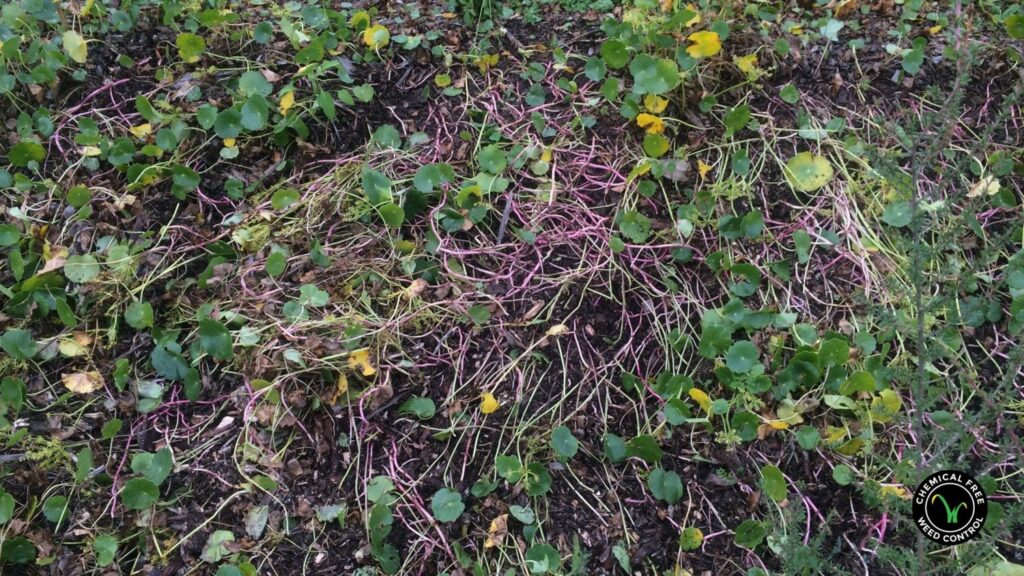 Image of weeds that competes with plants for nutrients.Weeds, often seen as unwanted vegetation, play a significant role in the ecosystem by indirectly affecting soil quality and detrimentally impacting plants. Weeds are notorious for competing with crops or desired plants for essential nutrients in the soil, including moisture and vital macronutrients like calcium.Weeds absorb moisture from the soil and release it into the atmosphere, increasing the humidity around plants. Excess moisture can create a breeding ground for harmful fungi and other microorganisms, causing plant diseases and crop withering. Furthermore, weeds are notorious for their competition for essential nutrients, like calcium, which plants require for cell wall development and metabolic processes. In essence, weeds can disrupt the delicate balance of soil nutrients, leading to malnourished or weakened plants, compromised soil quality, and decreased crop yields. Therefore, it is essential to manage weeds effectively to maintain healthy soil and promote robust plant growth.