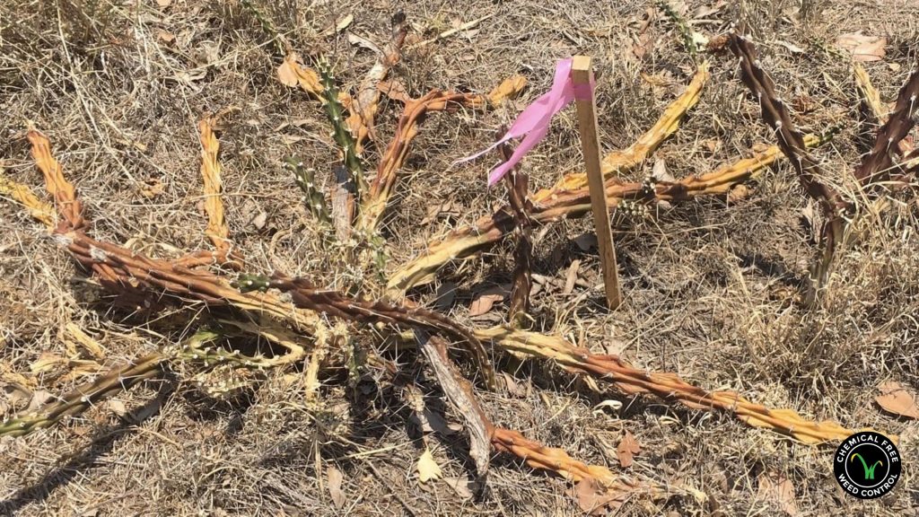 Image of a piece of barren and dry land.In this image, a withered and barren plant stands as a stark testament to the detrimental effects of herbicide use on soil health. The soil surrounding the plant appears dry and lifeless, devoid of vital nutrients essential for healthy plant growth. The relentless application of herbicides has disrupted the delicate balance of the soil ecosystem, leaving it impoverished and unable to support plant life.Herbicides, commonly used to control weeds, have taken a toll on the soil's nutritional richness, making it challenging for plants to thrive naturally. This distressing scene serves as a poignant reminder of the consequences of herbicide overuse, not only impacting the immediate environment but also threatening the well-being of future generations and the delicate ecology that relies on a flourishing plant ecosystem. Regenerate 