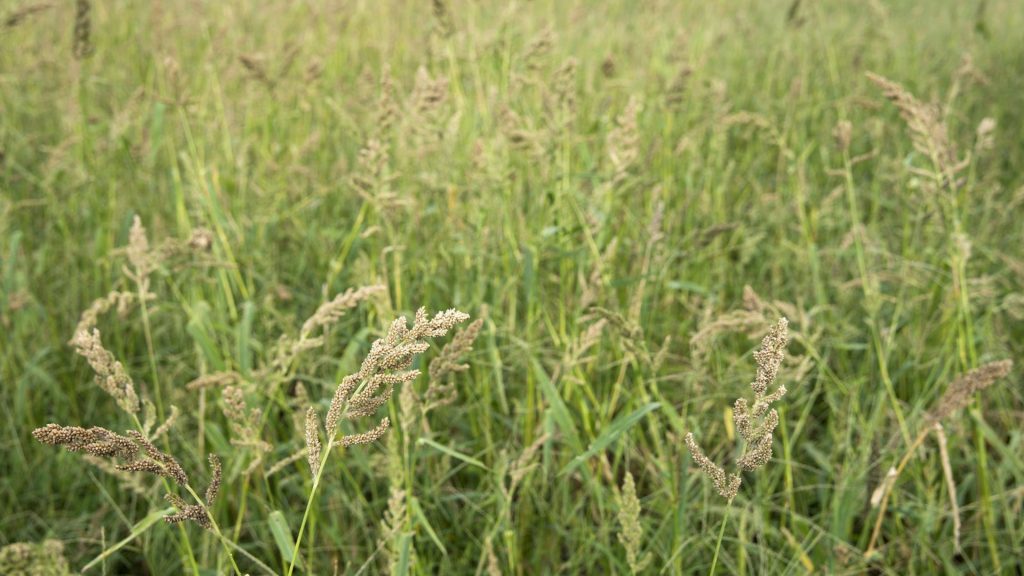 Image of a barnrad grass