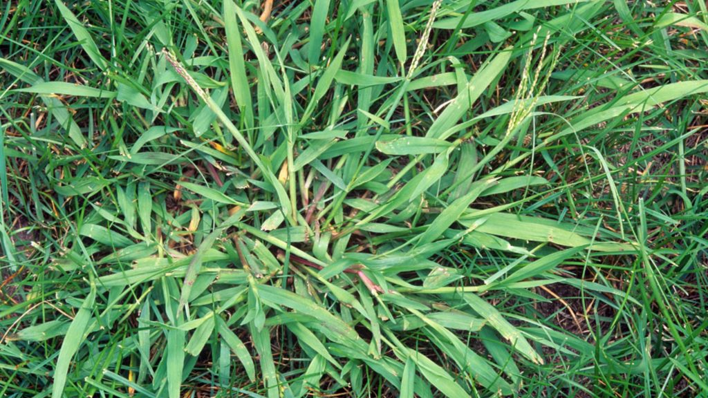 Image of crab grass, a grass type of weed. 