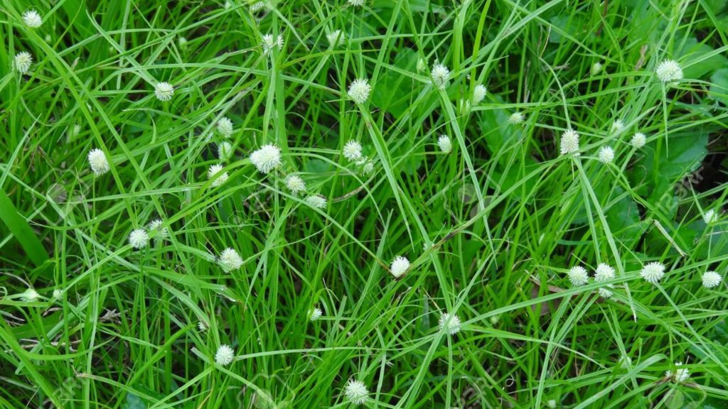 Image of white water sedge, a sedge weed.