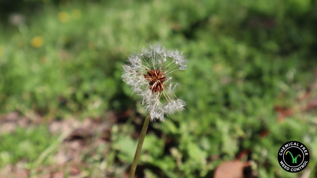 Image of a flowering weed that's categorized as a broadleaf.