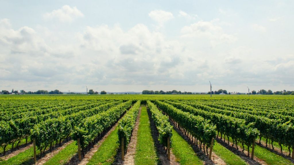 A picture of a vineyard.