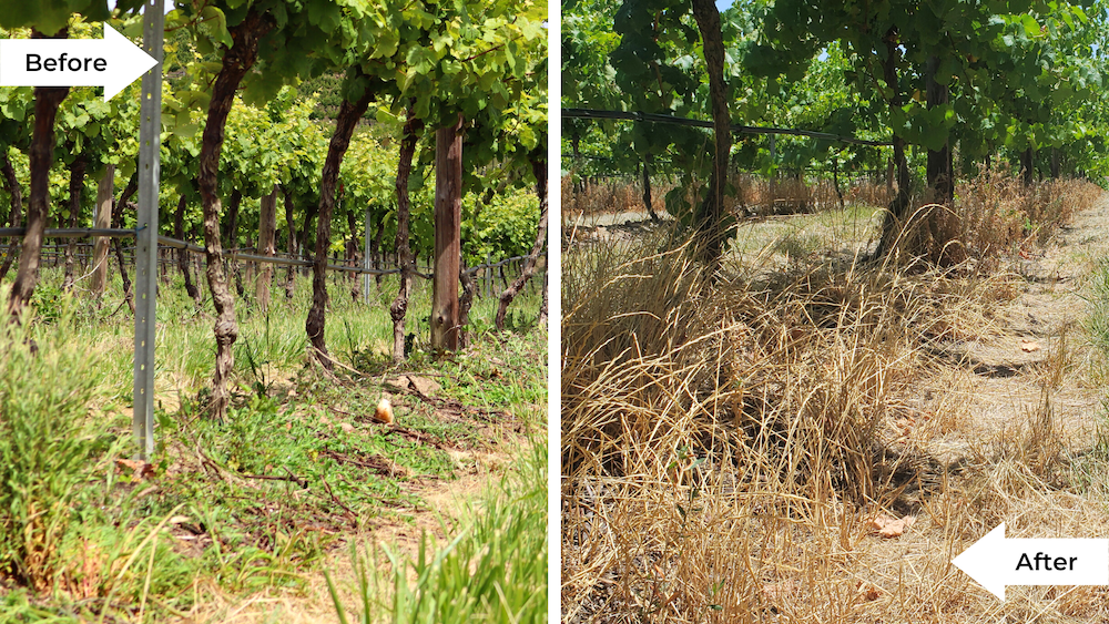 Vine rows before and after Satusteam™ weed control