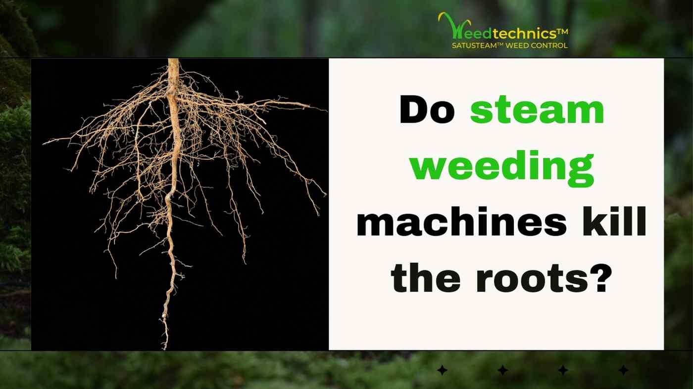 Do steam weeding machines kill roots of weeds