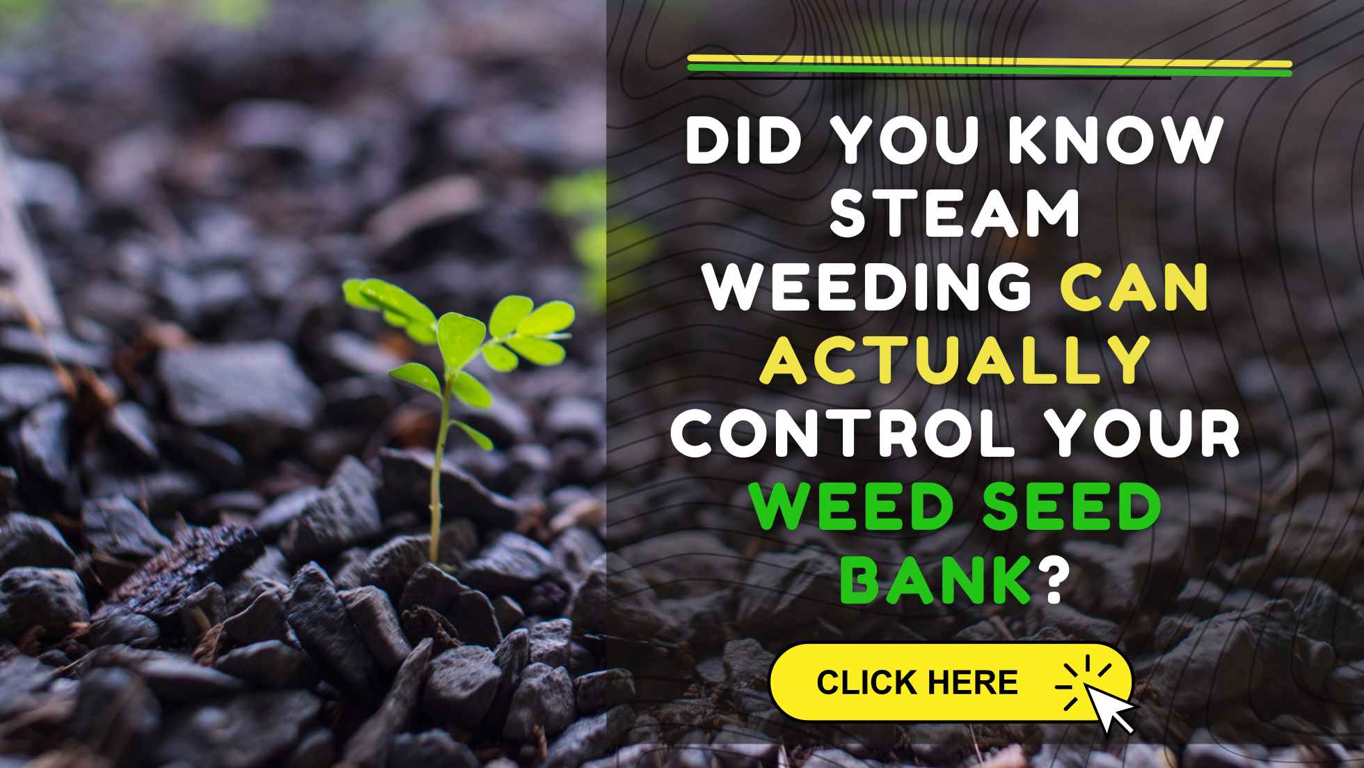 Steam weeding eradicates weed seed bank - a blog about this topic