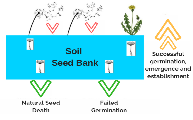 Steam weeding can eradicate seed bank