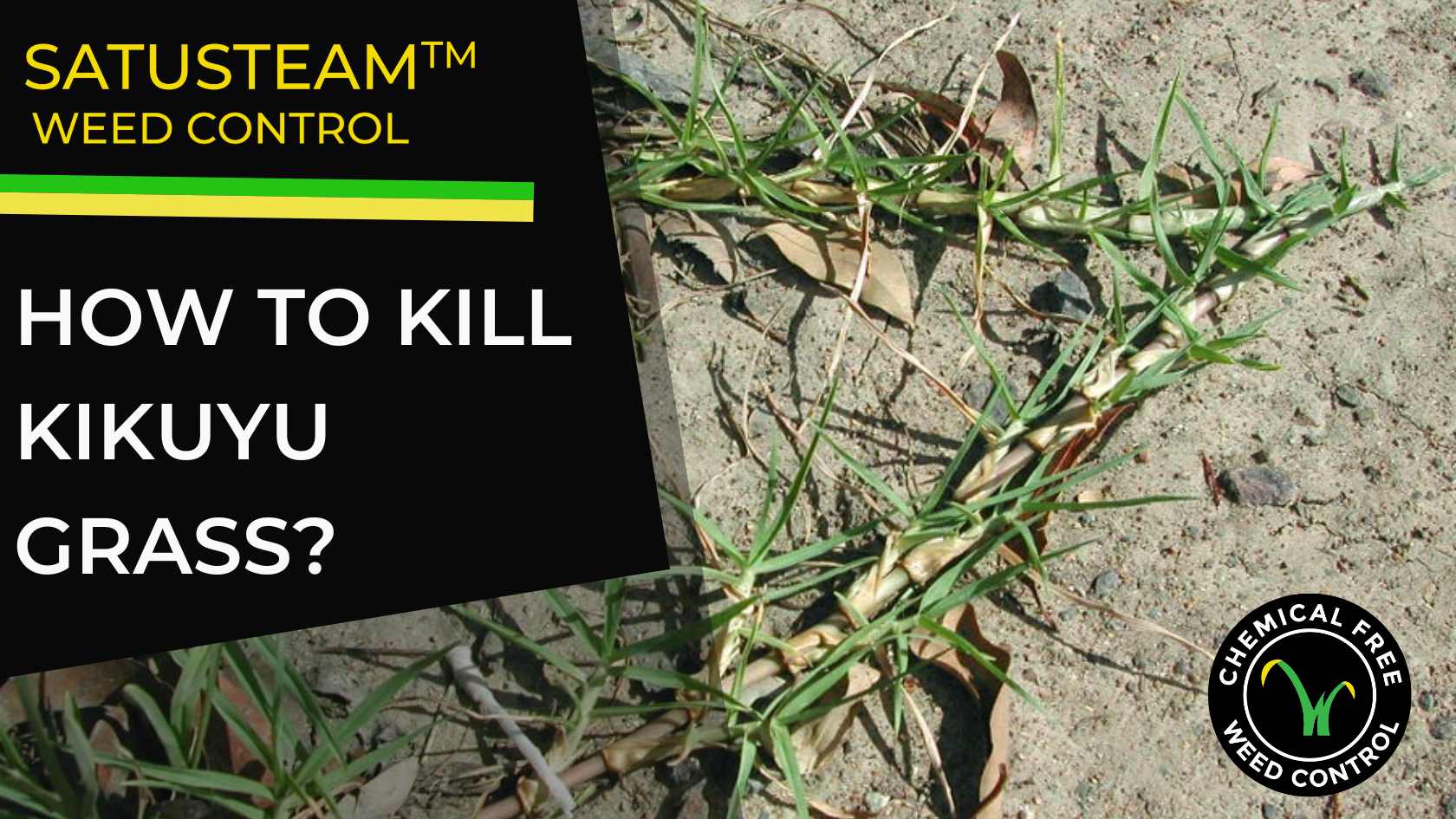 safe way to control and kill kikuyu grass effectively